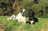 DOGUE ALLEMAND 881